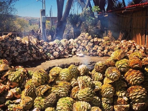 COTTURA AGAVI PER MEZCAL