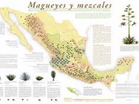 MAGUEYES E MEXCSL