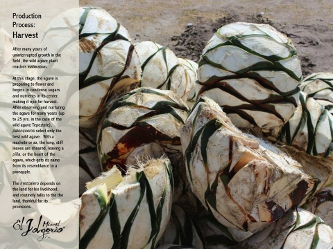 MEZCAL HARVEST