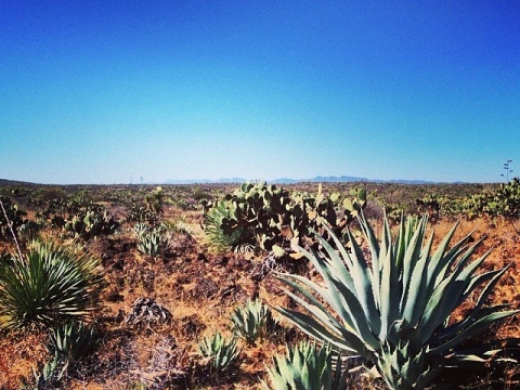 WILD AGAVE